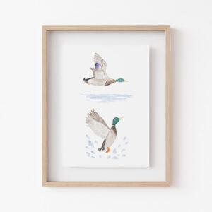 Tiny Mallard Duck Art Print 1