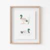 Tiny Mallard Duck Art Print 2