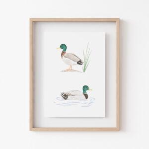 Tiny Mallard Duck Art Print 2