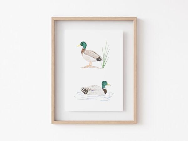 Tiny Mallard Duck Art Print 2