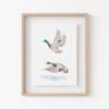 Tiny Mallard Duck Art Print 3