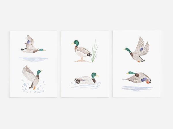 Tiny Mallard Duck Art Print 3 - Image 3