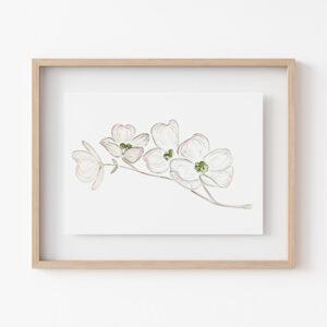 Dogwood Flowers 5x7 Watercolor Art Print 1