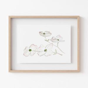 Dogwood Flowers 5x7 Watercolor Art Print 2
